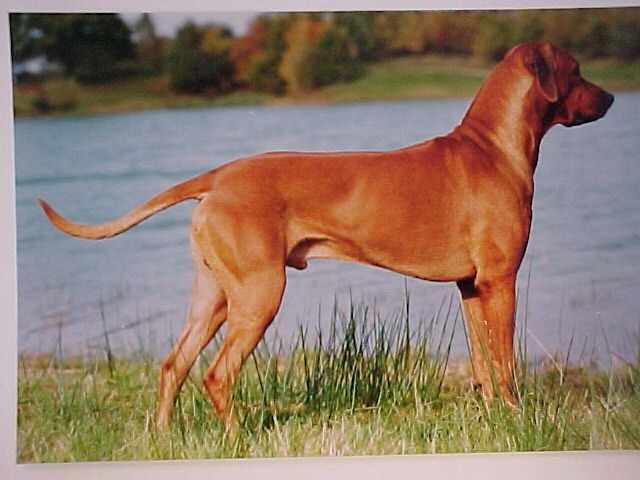 African Reds Eros